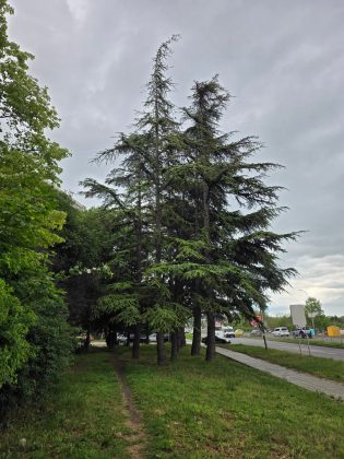 Обзор Galaxy S25 Edge: ультрасовременный флагман без сюрпризов фото