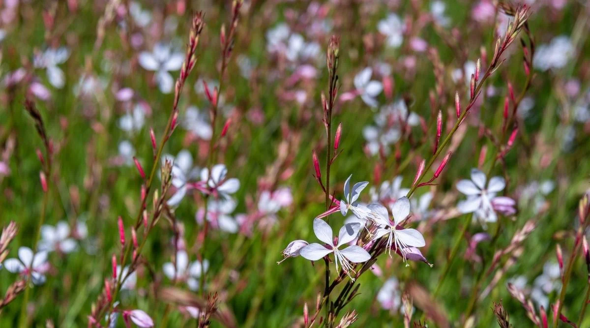 Гаура линдхеймера