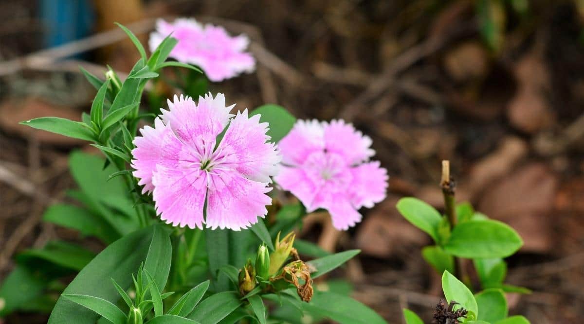 Гвоздика полевая