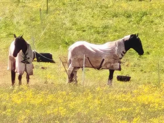 Обзор Honor 400 Pro: впечатляет и немного пугает фото