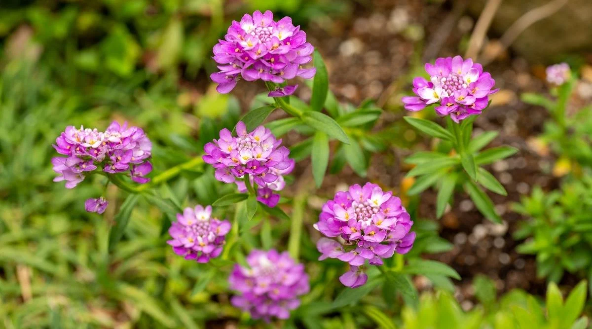 Иберис вечнозелёный