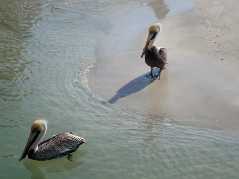 Я профессиональный фотограф, но влюбился в компактную камеру OM System Tough TG-7 3