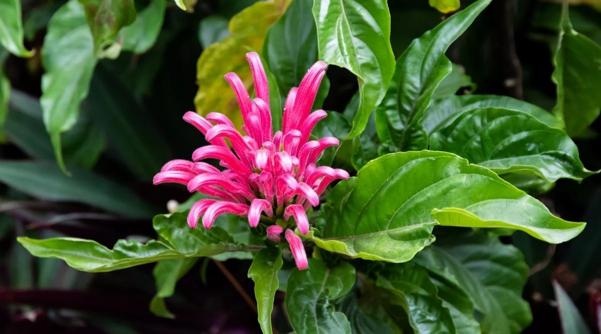 Якобиния юстиция