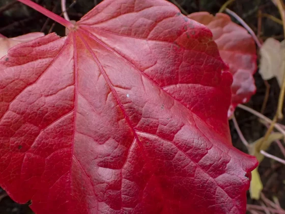 экшн-камера