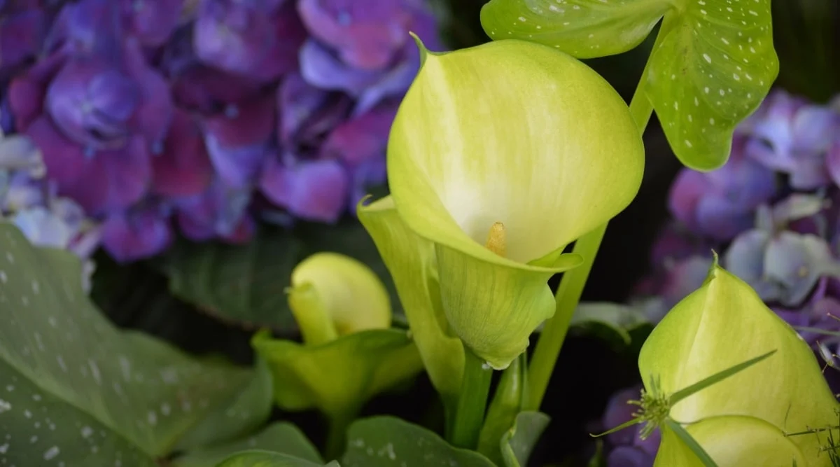 Калла эфиопская зантедеския