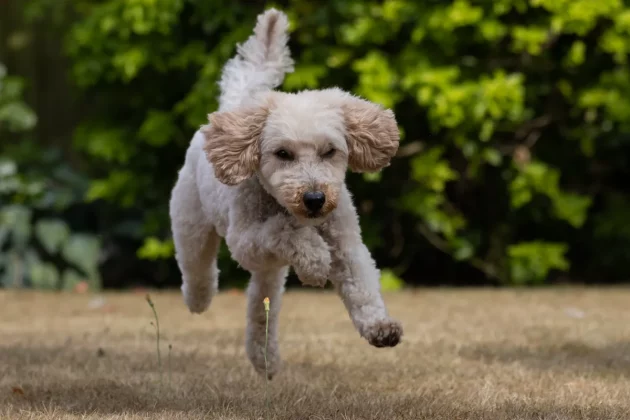 камера для фото