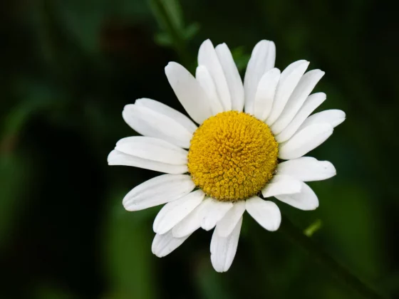 камера для фото