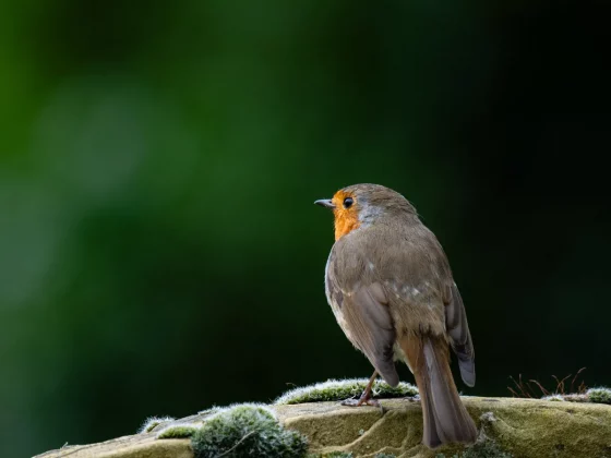 камера для фото