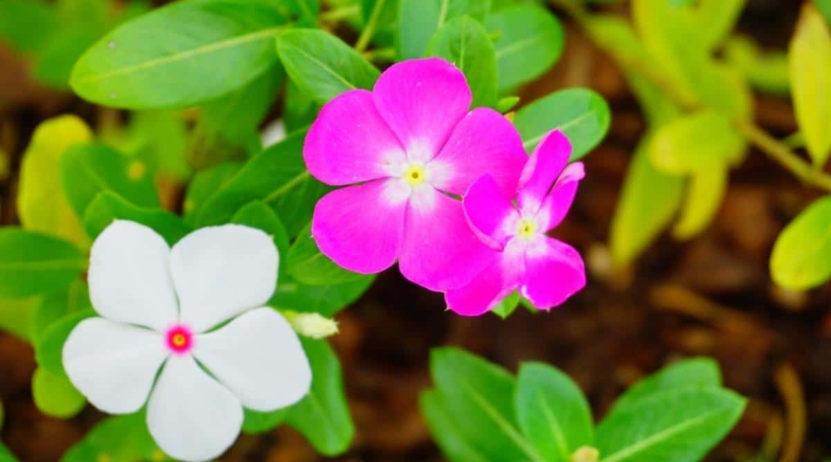 Катарантус розовый