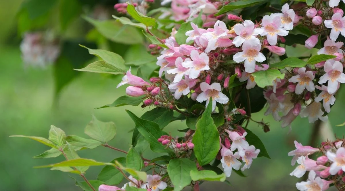 Кольквиция