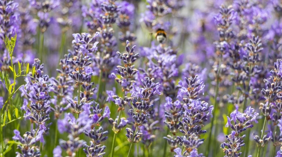 Лаванда широколистная