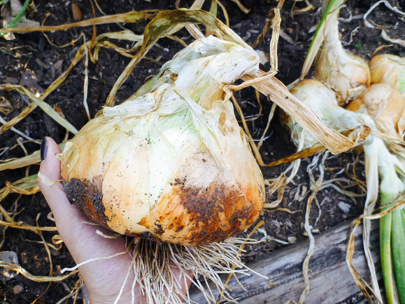 Лук может храниться до года, если его правильно обработать. Вот как это сделать