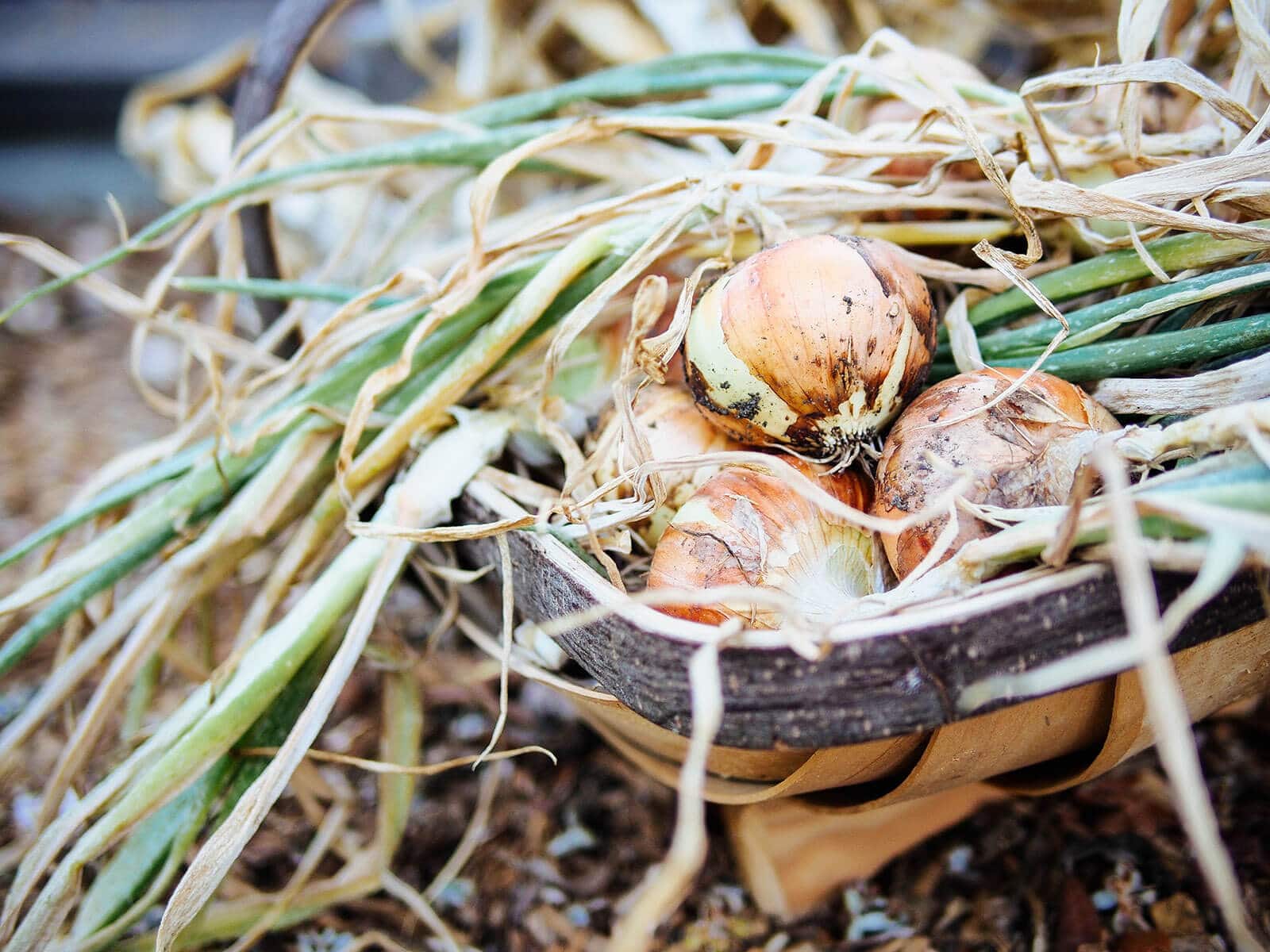 Лук может храниться до года, если его правильно обработать. Вот как это сделать