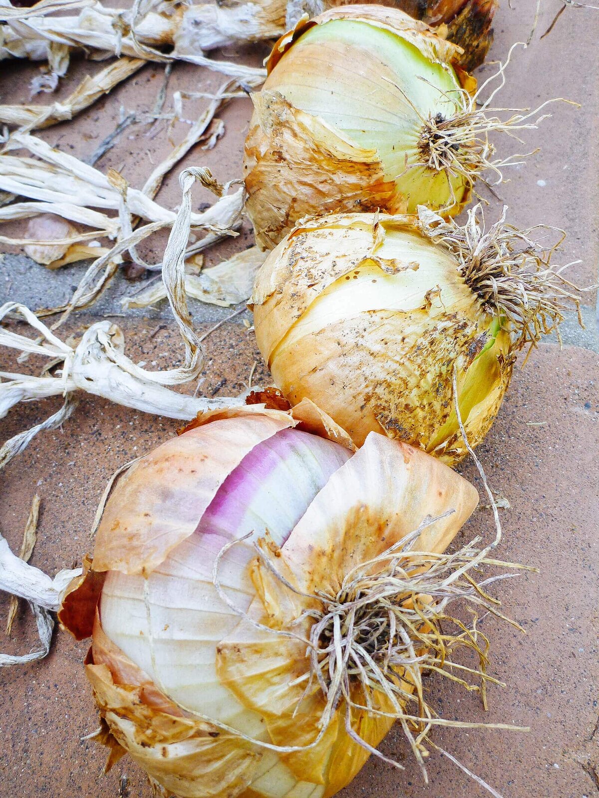 Лук может храниться до года, если его правильно обработать. Вот как это сделать