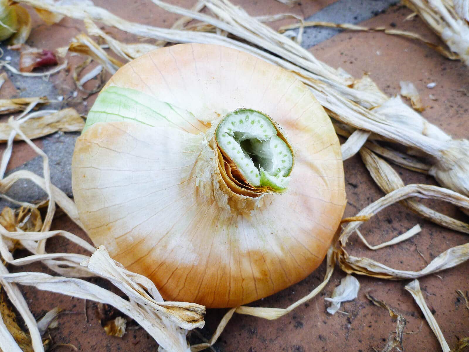 Лук может храниться до года, если его правильно обработать. Вот как это сделать