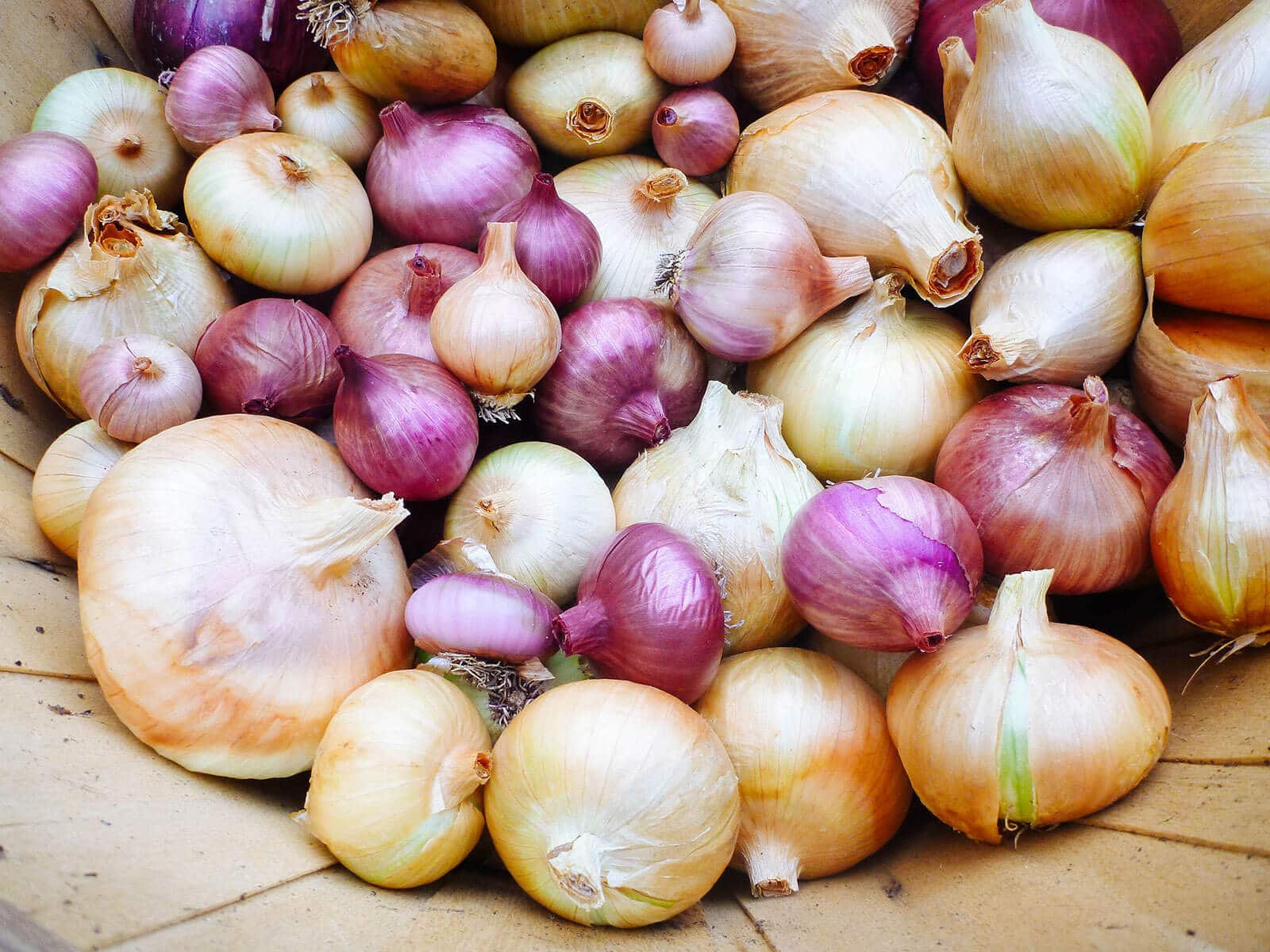 Лук может храниться до года, если его правильно обработать. Вот как это сделать