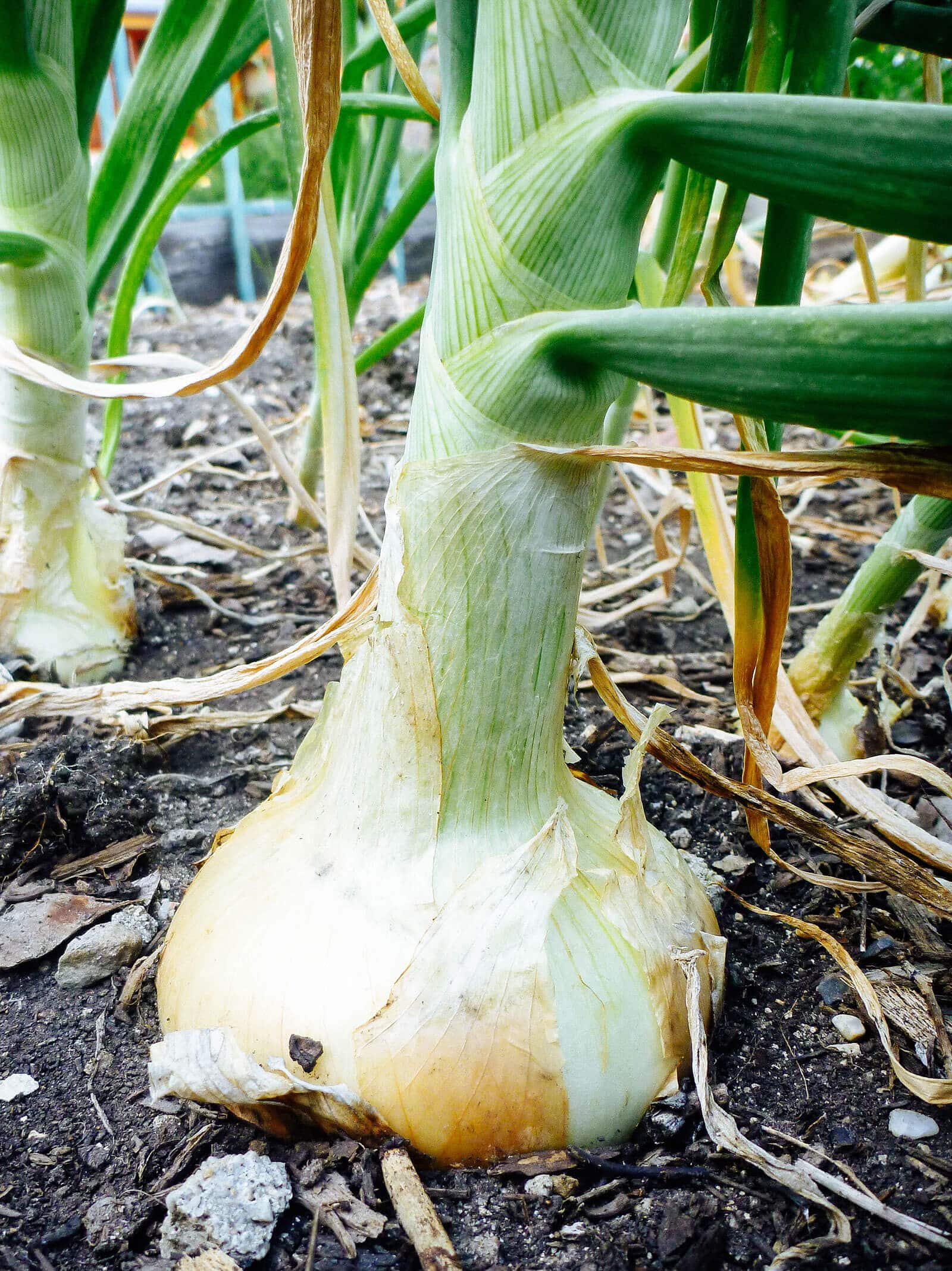 Лук может храниться до года, если его правильно обработать. Вот как это сделать