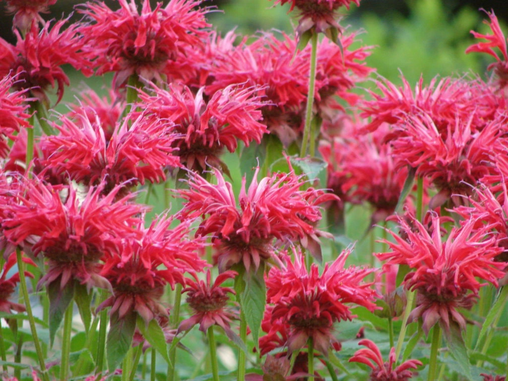 Монарда двойчатая