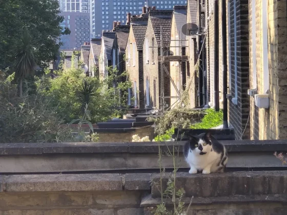 Обзор Motorola Edge 60 Pro: один из красивейших телефонов года фото