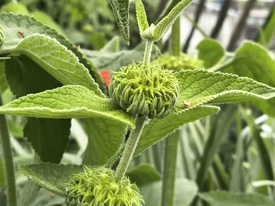 Обзор Motorola Edge 60 Pro: один из красивейших телефонов года фото