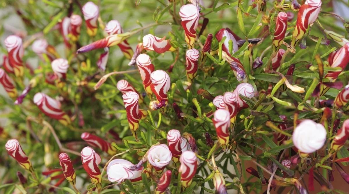 Оксалис (кислица)