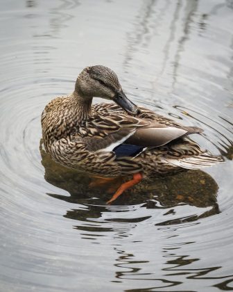 OM System OM-5 II в деле: галерея снимков, которые заставят вас захотеть эту камеру фото
