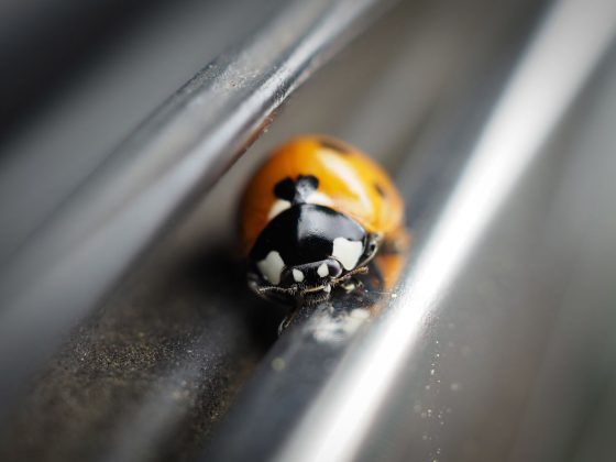 OM System OM-5 II в деле: галерея снимков, которые заставят вас захотеть эту камеру фото