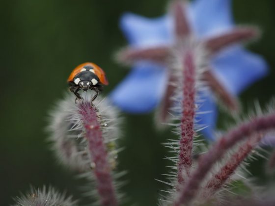 OM System OM-5 II в деле: галерея снимков, которые заставят вас захотеть эту камеру фото