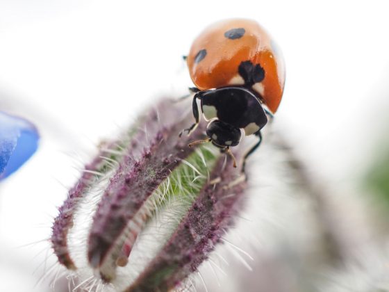 OM System OM-5 II в деле: галерея снимков, которые заставят вас захотеть эту камеру фото