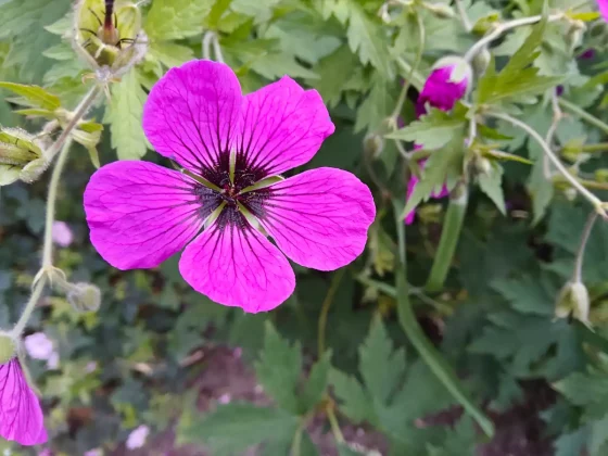 Обзор OnePlus Pad 3: планшет, который сделан правильно фото