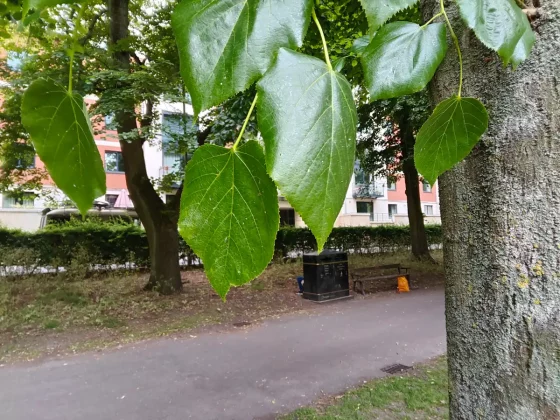 Обзор OnePlus Pad 3: планшет, который сделан правильно фото