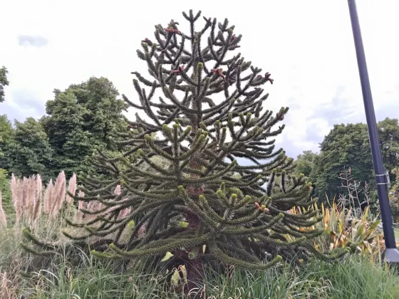 Обзор OnePlus Pad 3: планшет, который сделан правильно фото