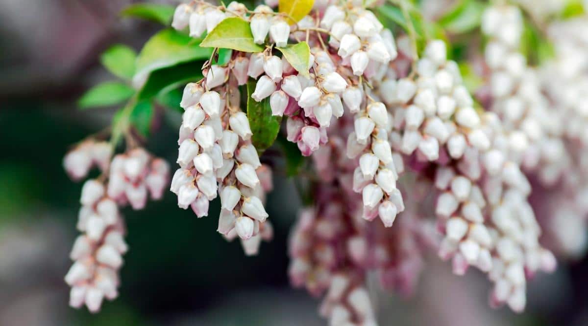 Пиерис японский