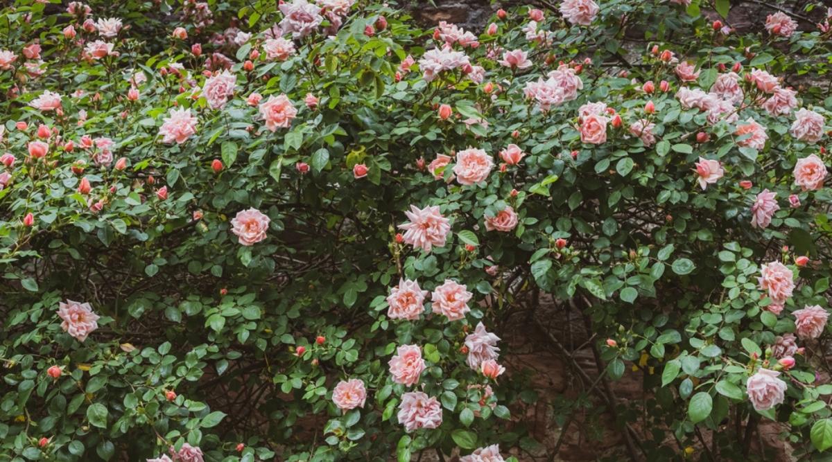 Плетистая роза