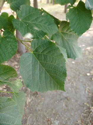 Обзор Poco F7: флагман по цене середнячка — это реальность? фото