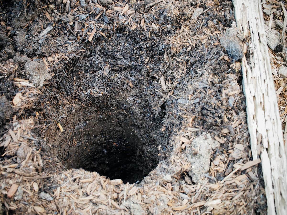 выращивание помидоров