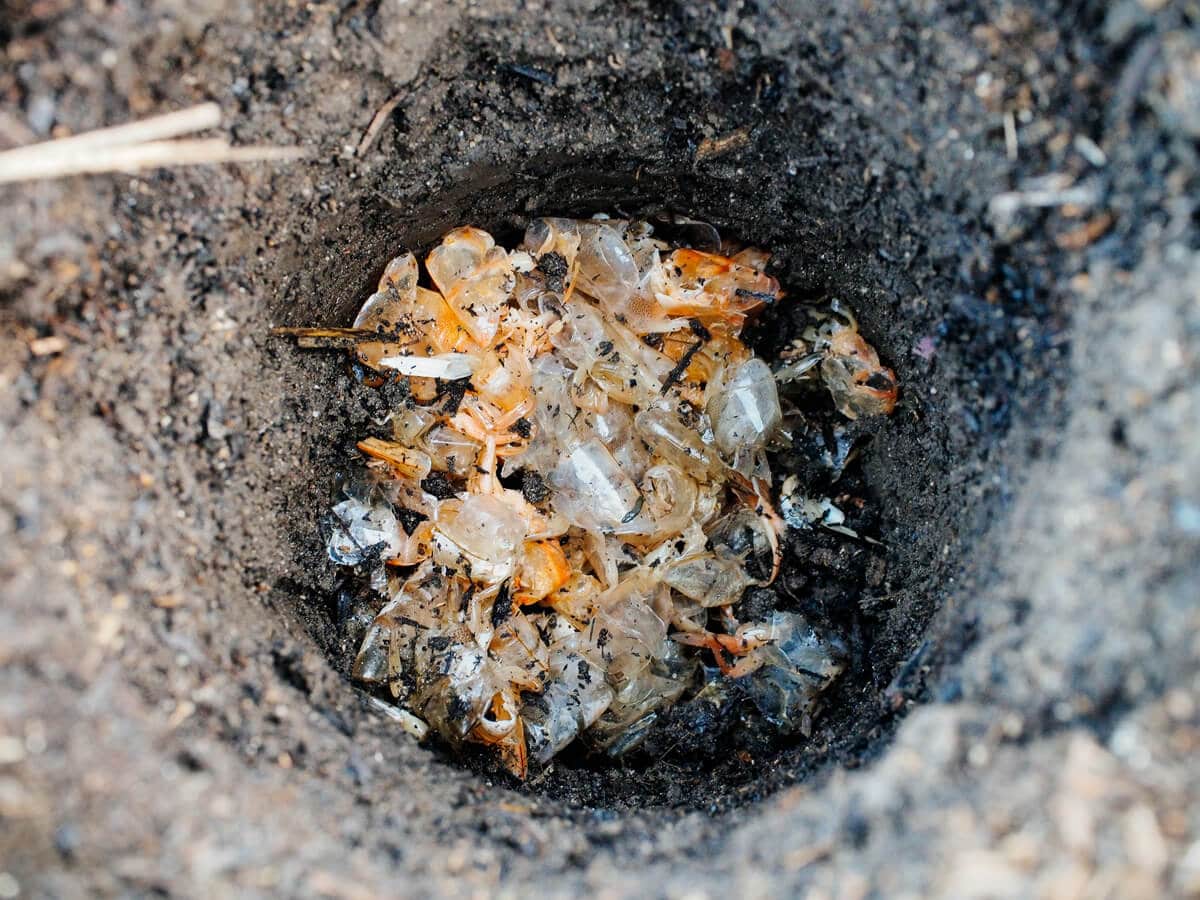 выращивание помидоров