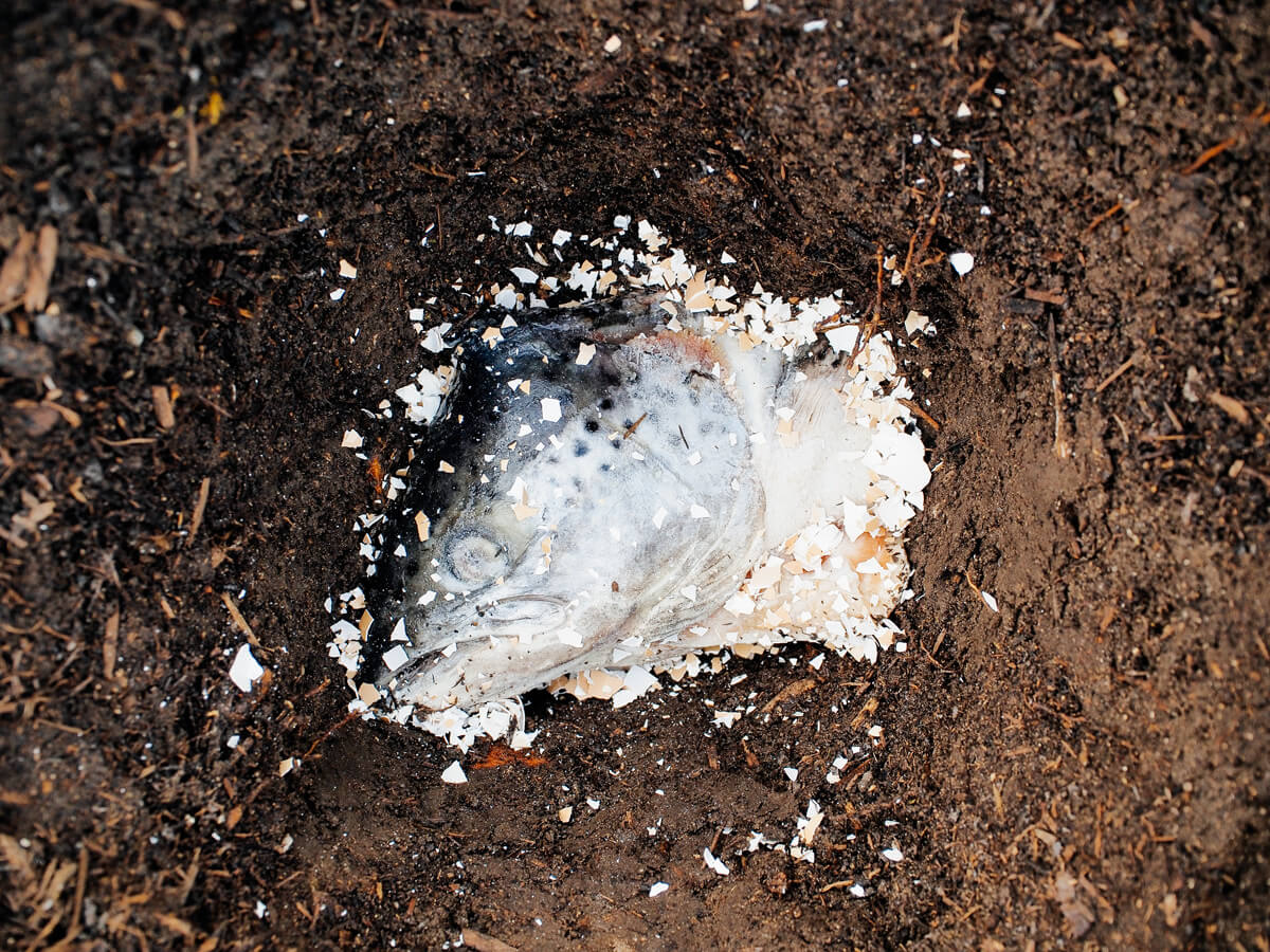 выращивание помидоров