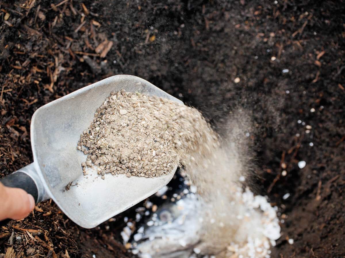 выращивание помидоров