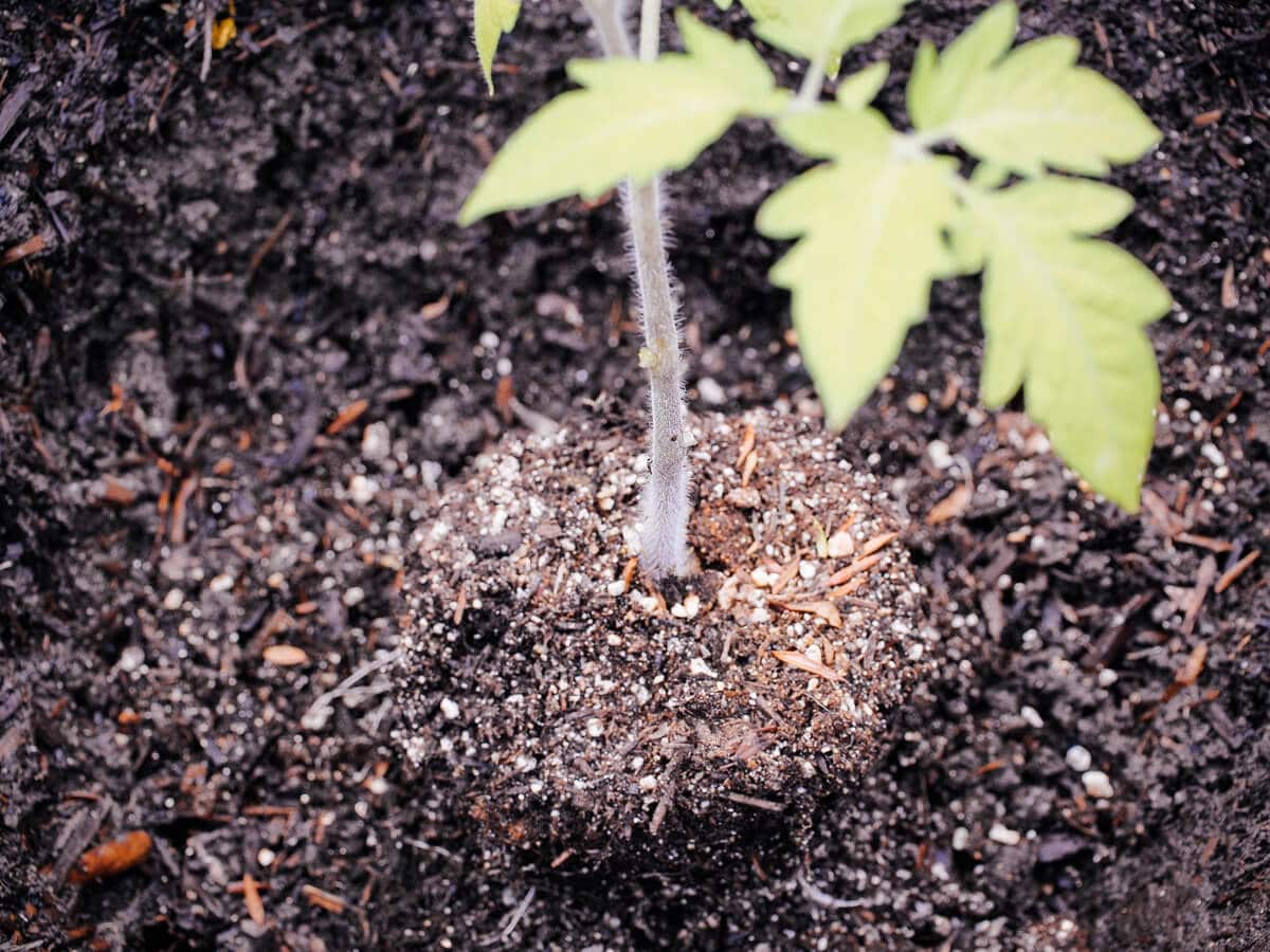 выращивание помидоров