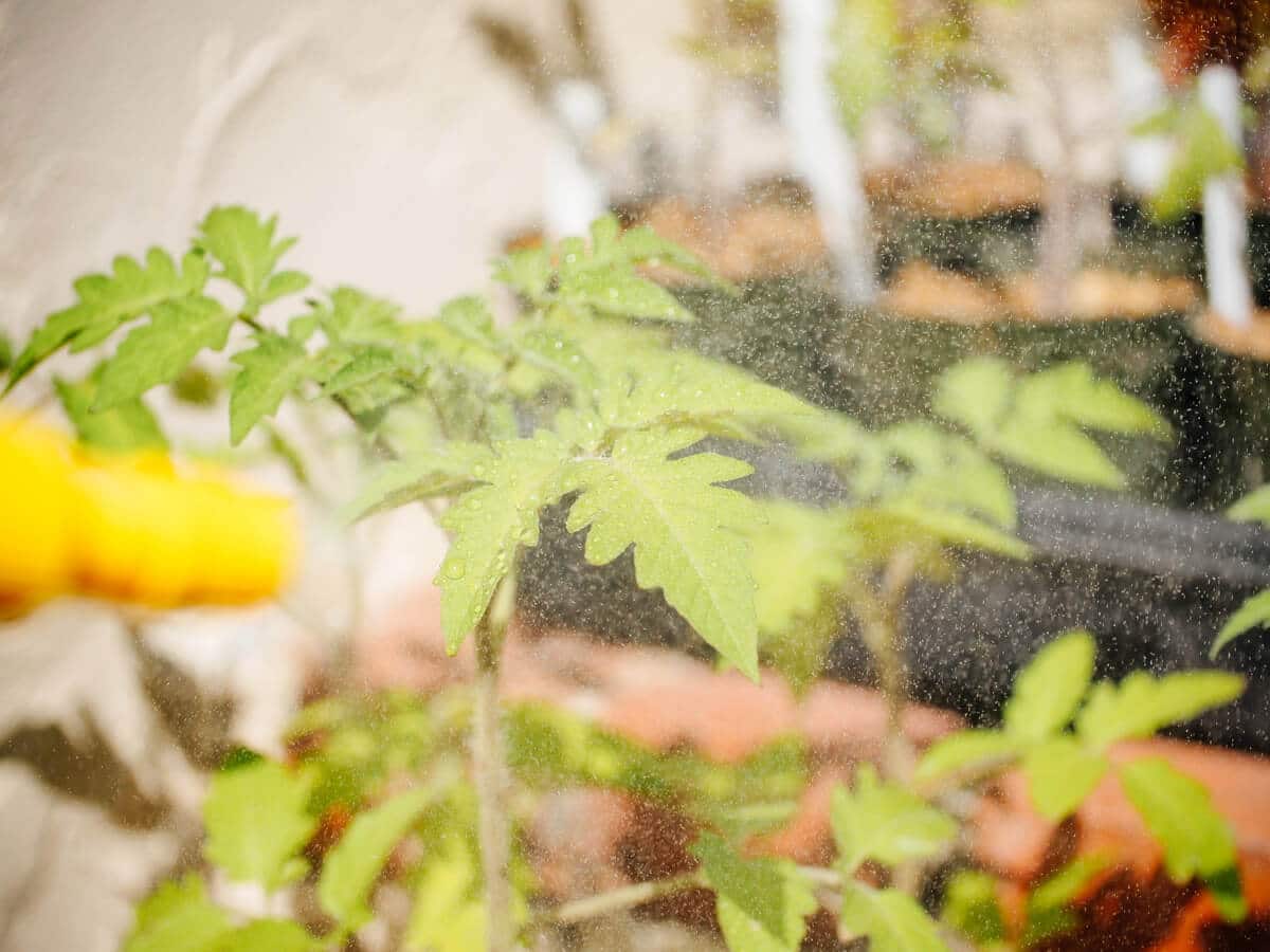 выращивание помидоров