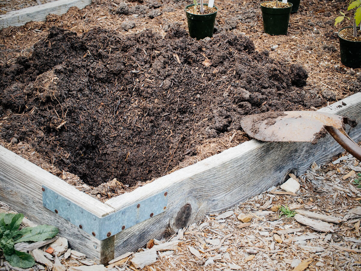 выращивание помидоров