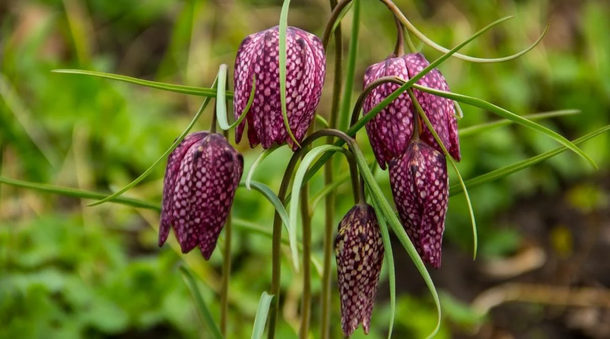 Рябчик шахматный