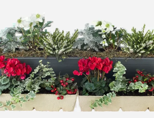 Сад без хлопот