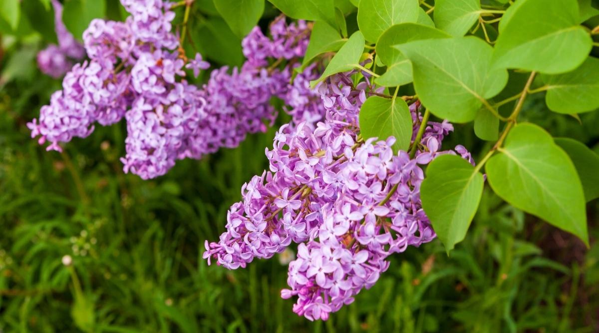 Сирень обыкновенная