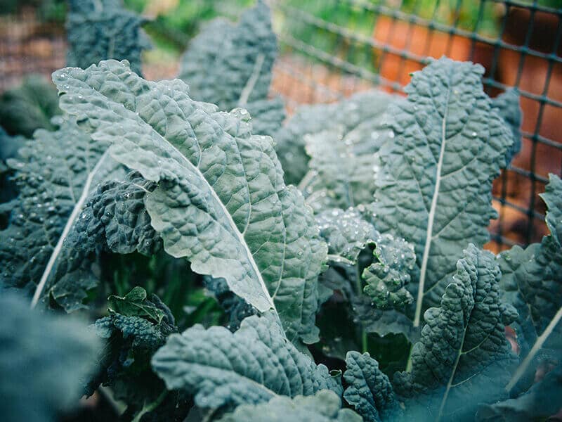 ТОП-8 ошибок садоводства, которые совершают большинство людей (и как их избежать)