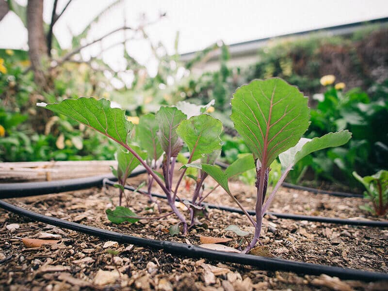 ТОП-8 ошибок садоводства, которые совершают большинство людей (и как их избежать)