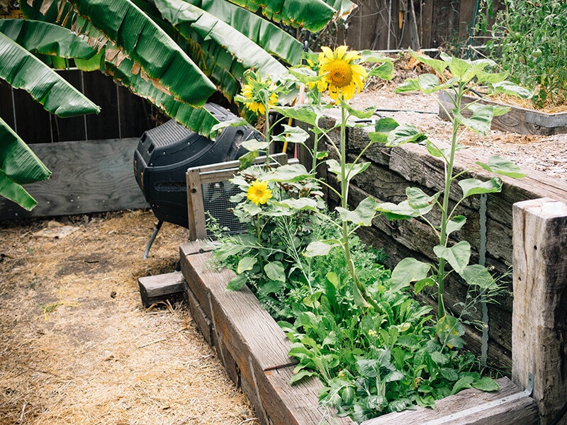 ТОП-8 ошибок садоводства, которые совершают большинство людей (и как их избежать)