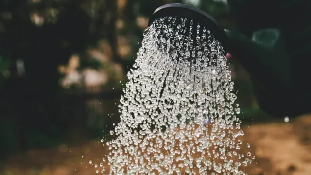 Уход за растениями в жару: 5 ошибок, которые вы допускаете