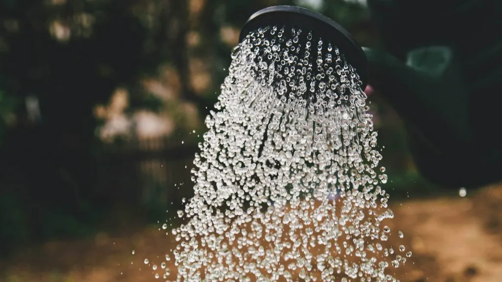 368338Уход за растениями в жару: 5 ошибок, которые вы допускаете